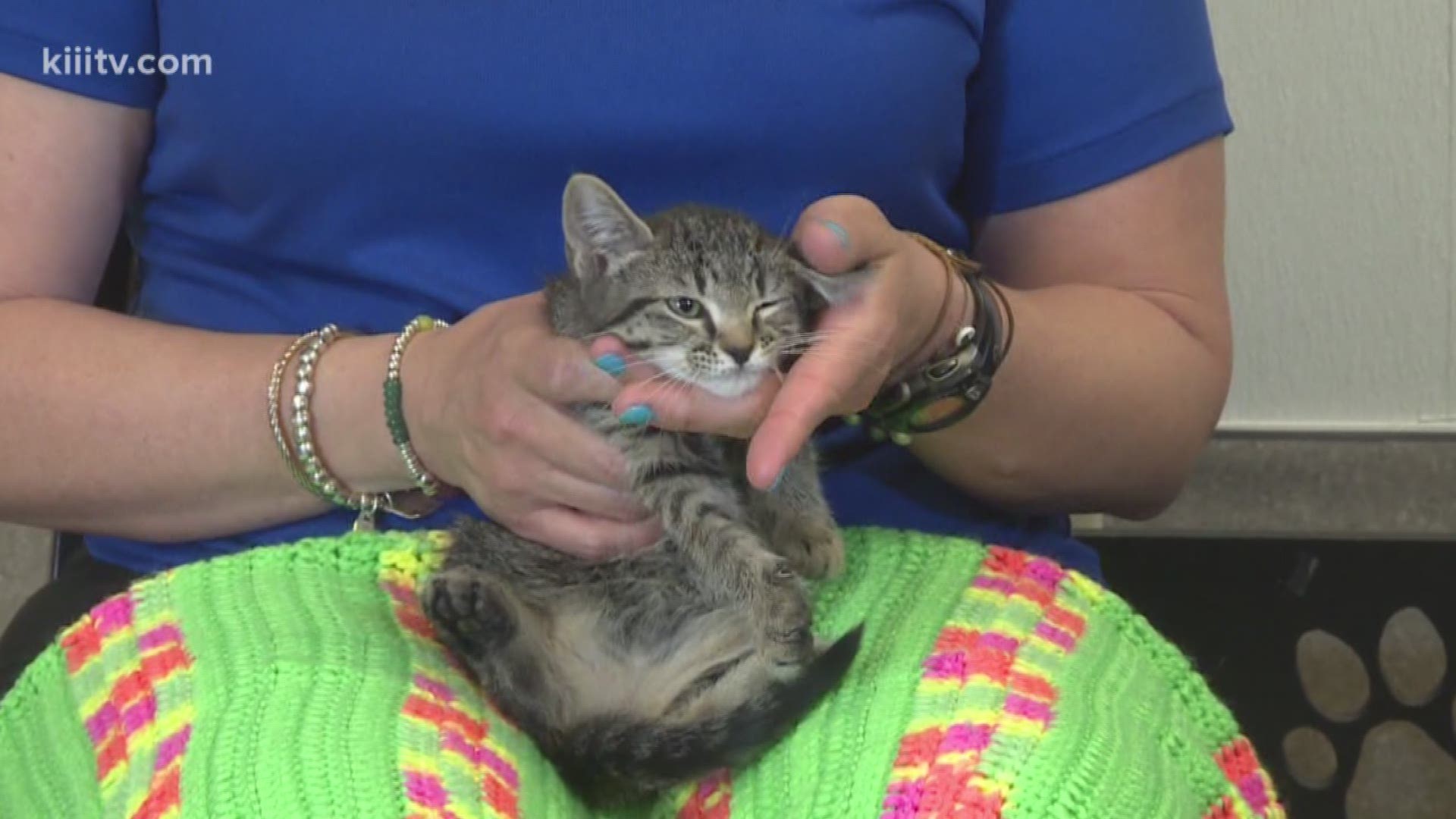 This week on Paws for Pets, KIII-tv's Kristin Diaz visits PAAC, People Assisting Animal Control.