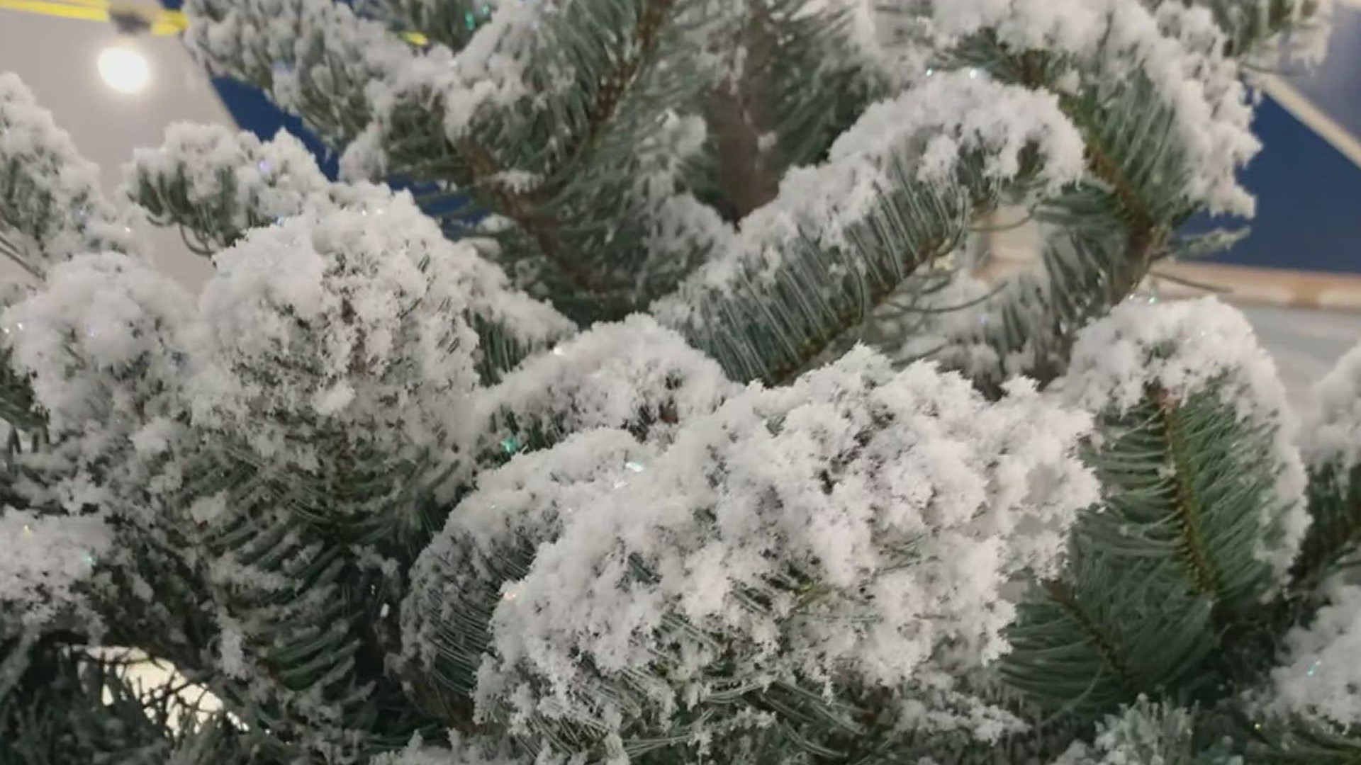 In the market for the perfect Christmas tree this season? This stand has been selling trees in the Coastal Bend for 35 years.