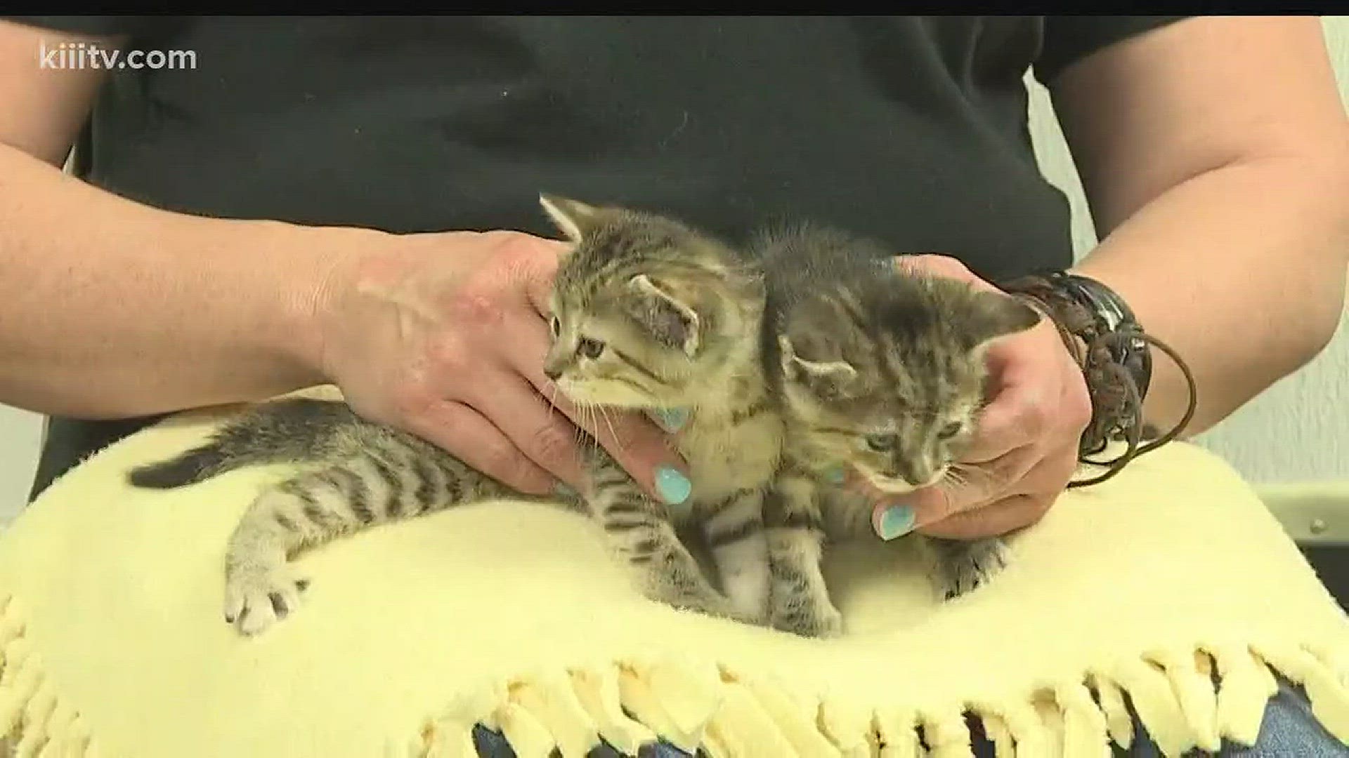 Adopt Ruby and Ash from Paws for Pets today.