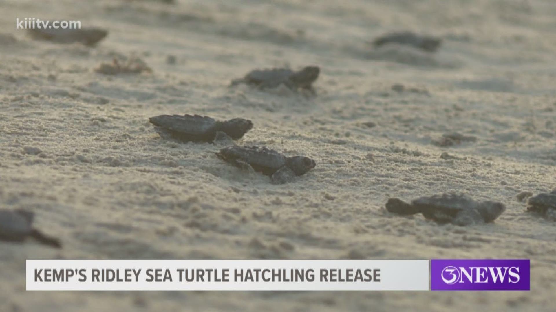 The turtles were released at Padre Island National Seashore