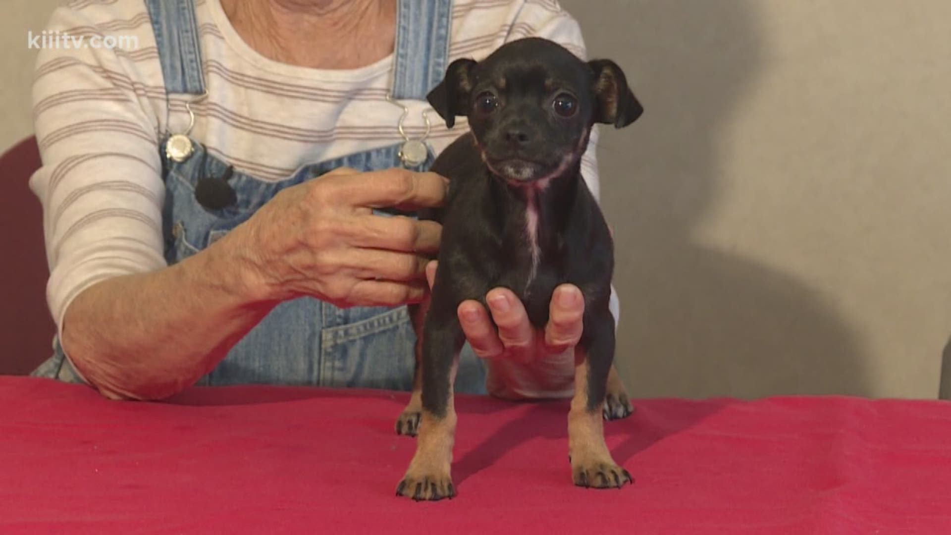 Adopt little Annie from Peewee's Pet Adoption on Paws for Pets.