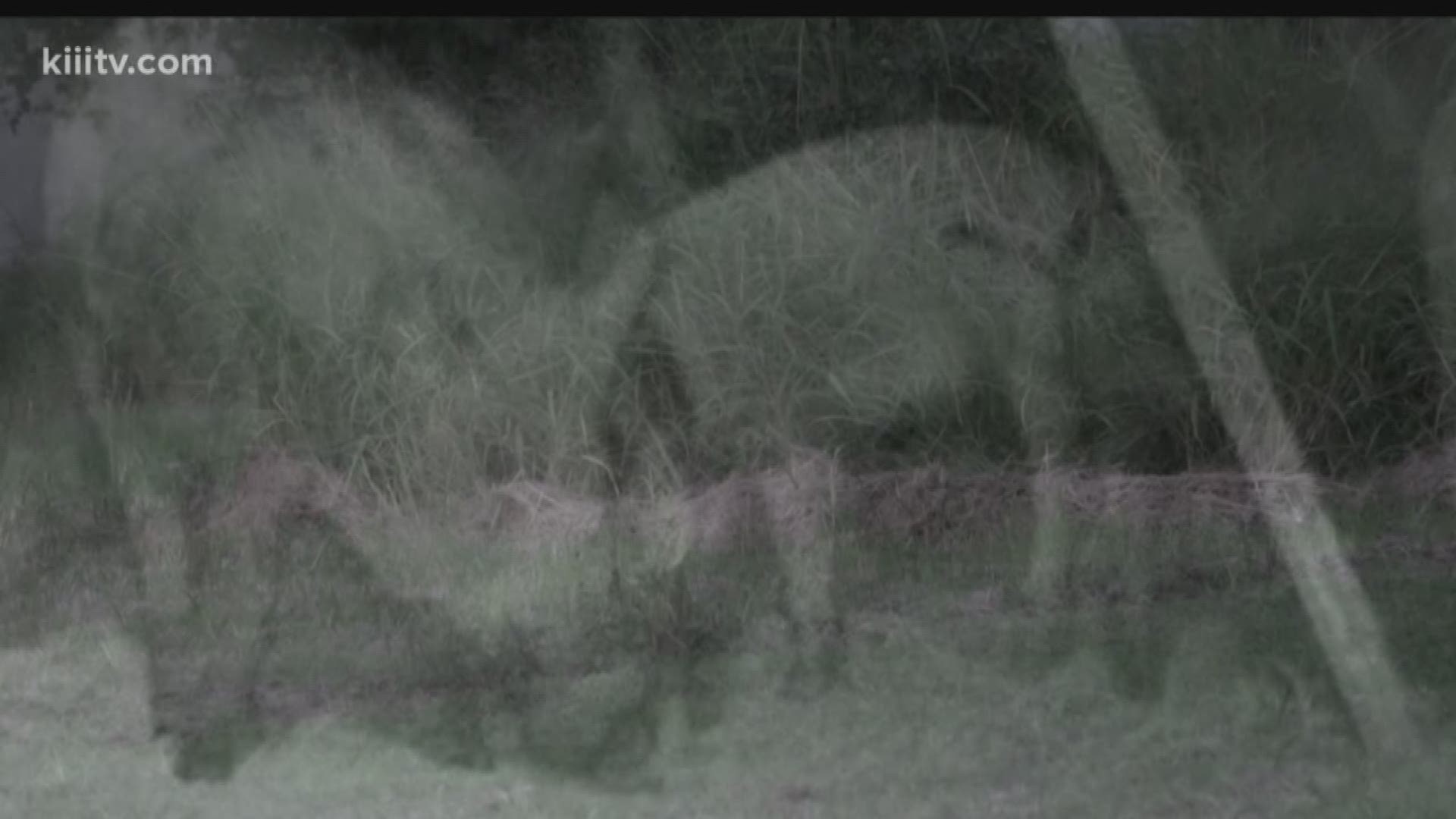 Neighbors in Annaville have said a pack of javelinas have terrorized McCain Drive and fear for their children's safety, especially on Halloween night.