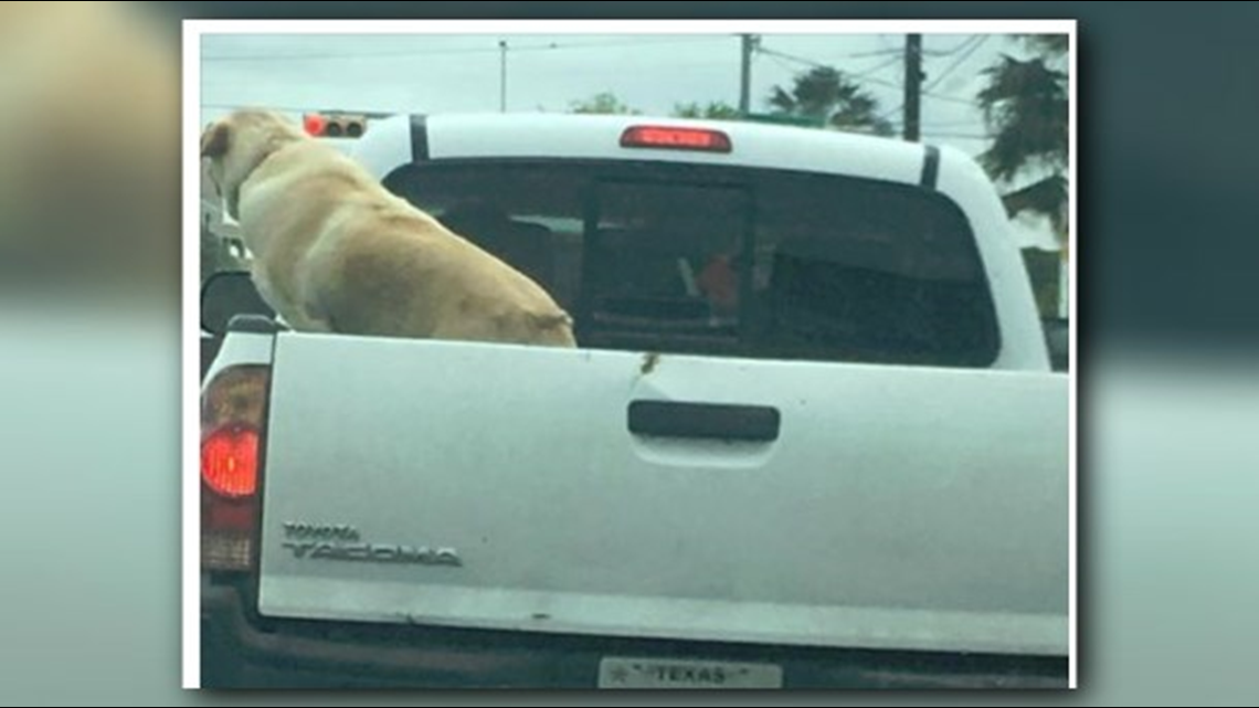 do dogs jump out of trucks