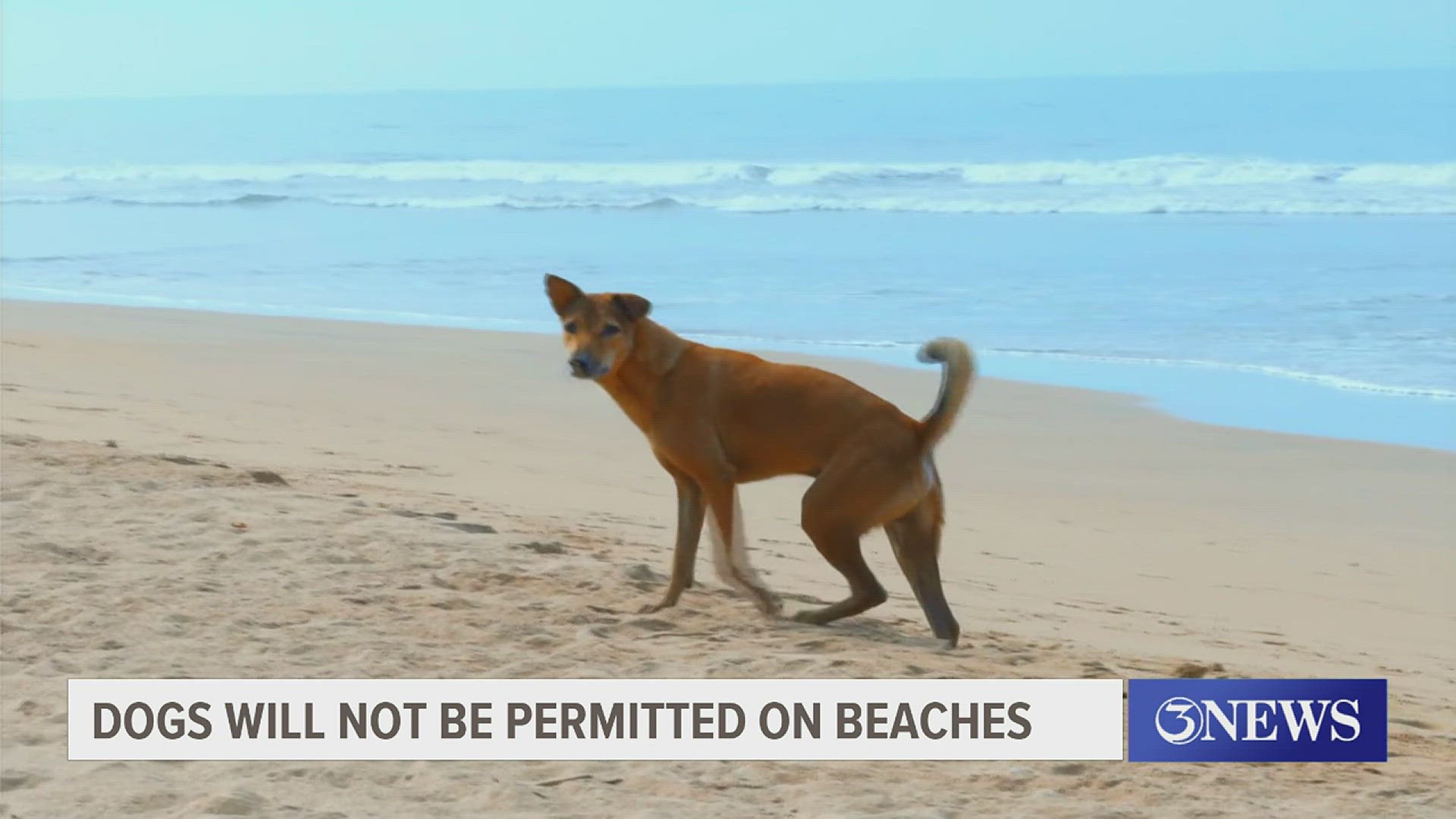Dogs are not allowed on most city beaches, the same even goes for glass bottles!