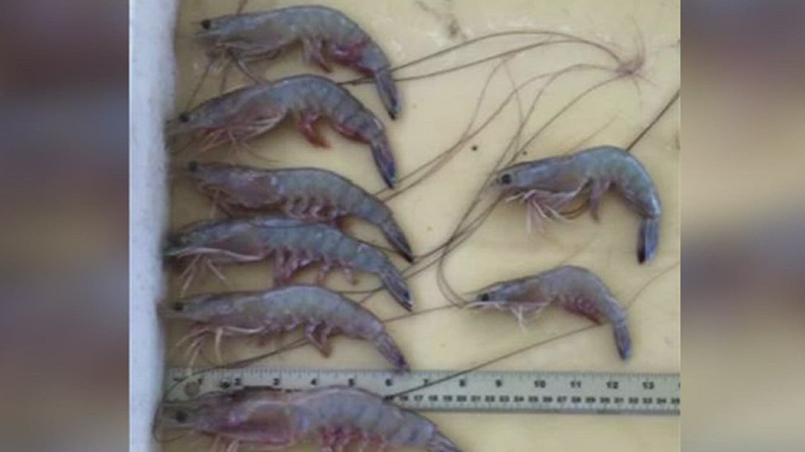 Some fisherman worry about shrimp population in the Coastal Bend
