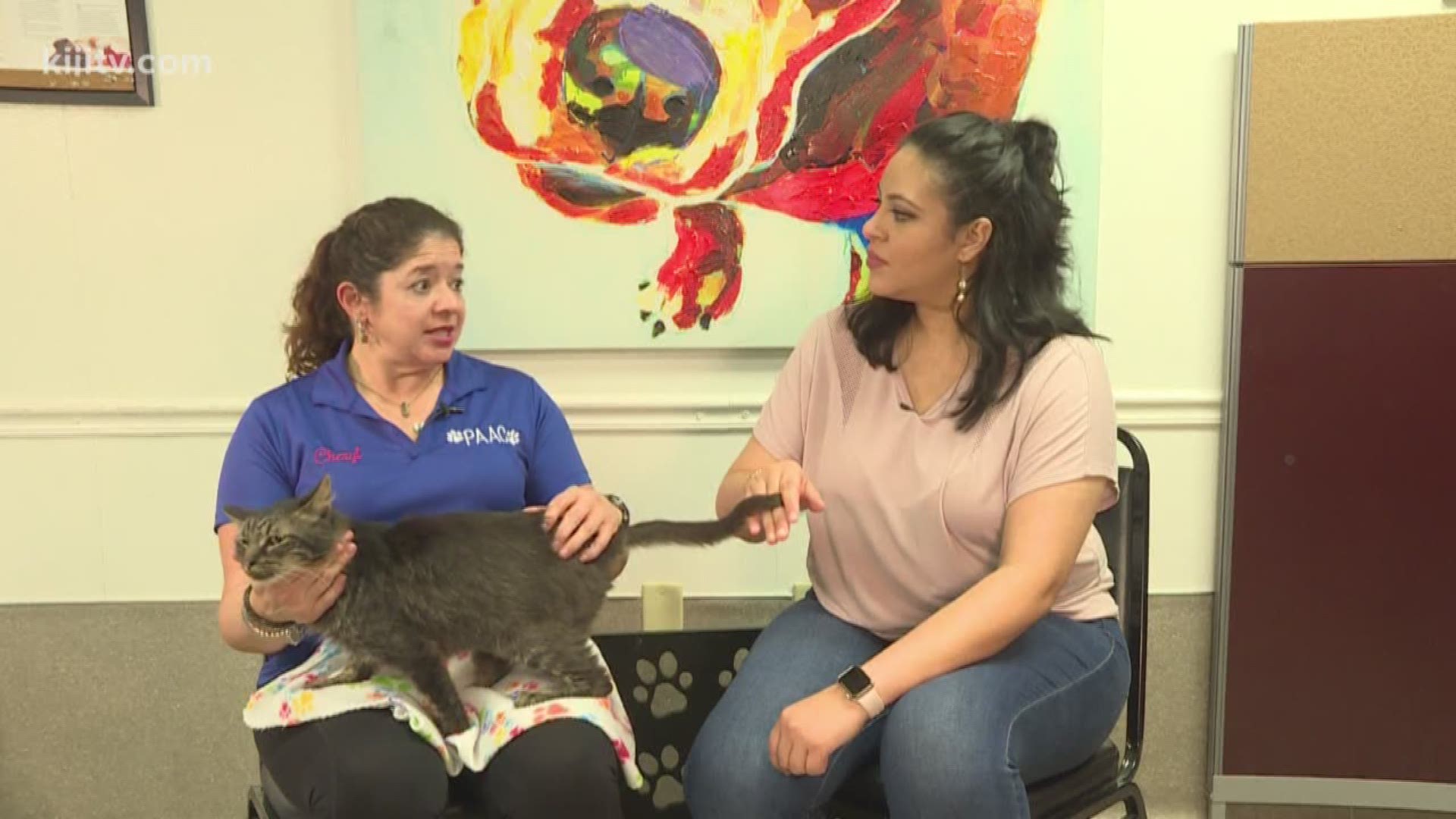 Kristin Diaz visits PAAC, People Assisting Animal Control on this week's Paws for Pets.