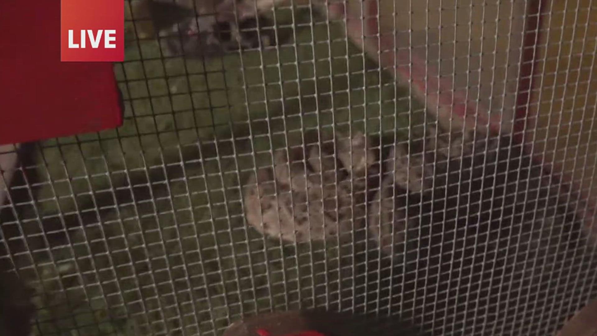 Small town, big tradition: Freer celebrates 60 years of Rattlesnake ...