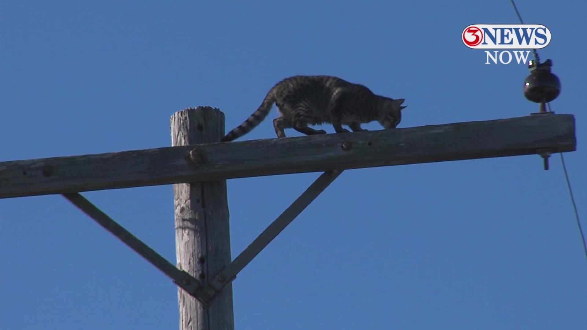A cat stuck on top of a power pole overnight was rescued Wednesday morning thanks to a concerned Corpus Christi resident, a local radio station and a business owner.