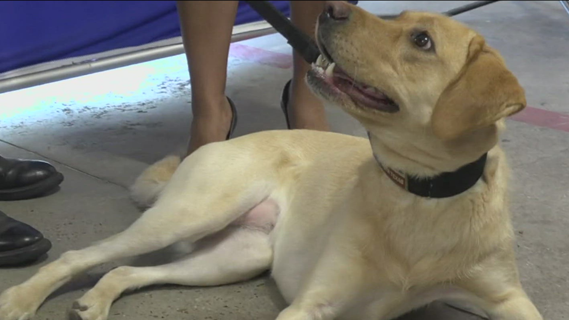 Baisa the Golden Retriever sniffs out fire accelerants such as gasoline and lighter fluid to help in arson investigations.