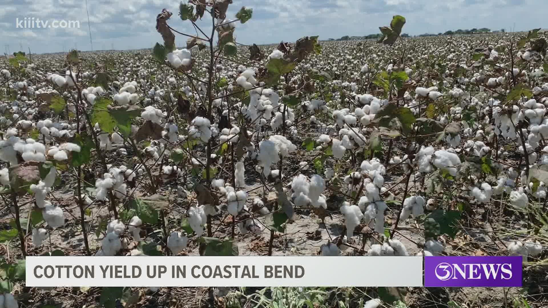 About 85-percent of this year's cotton crop has been picked in San Patricio County.