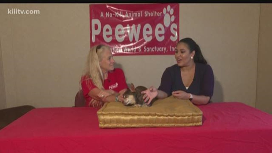 kiiitv.com | Paws for Pets: Adopt Savannah