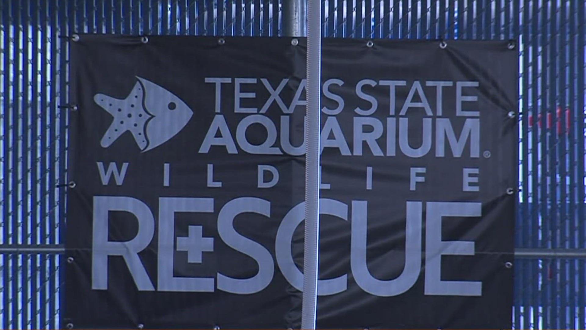 Texas State Aquarium's Center for Wildlife Rescue also will be re-opening after being closed to care for the turtles.