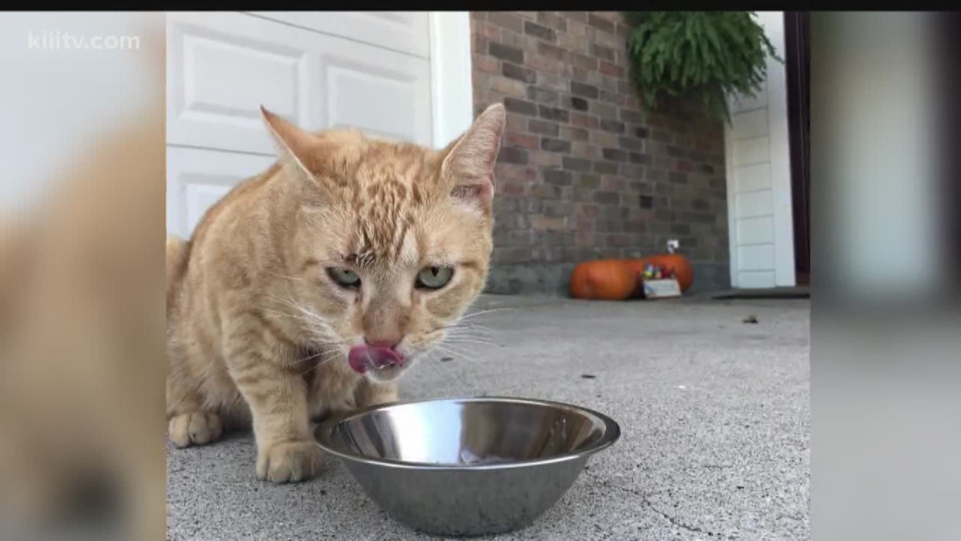 PAAC's 'TrapNeuterReturn' program battles stray cat problem