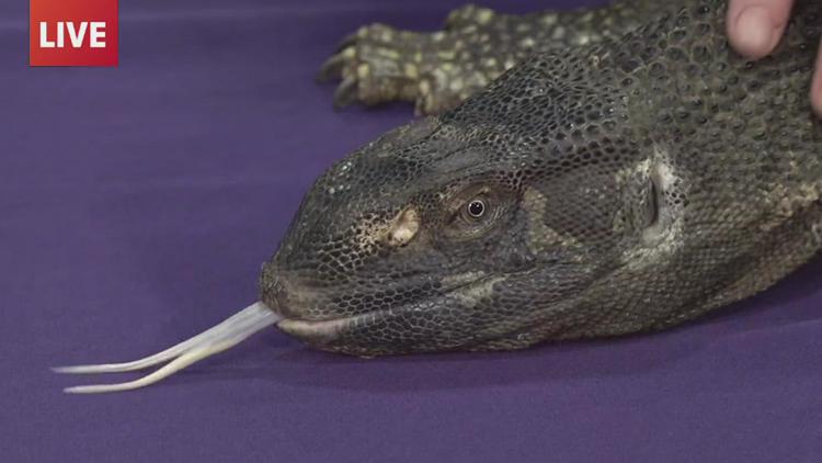 Cold-blooded friends take over Richard Borchard Fairgrounds