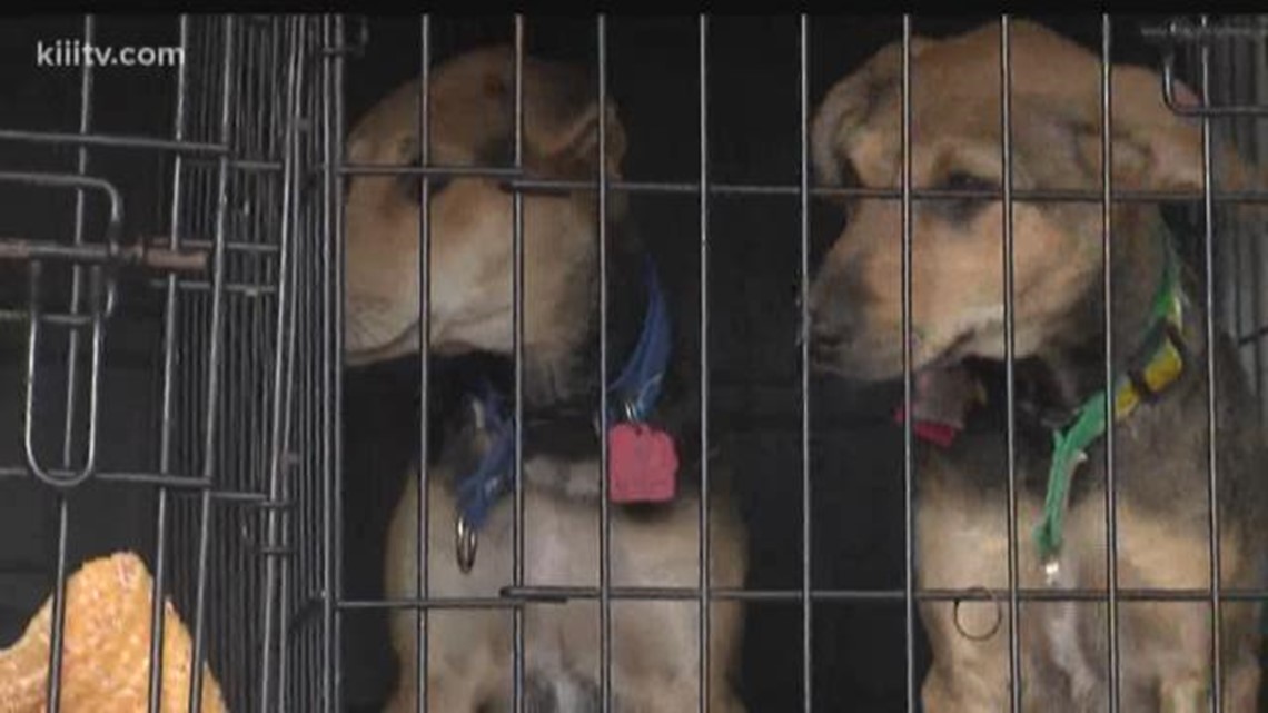 40 rescue dogs depart Corpus Christi for forever homes | kiiitv.com