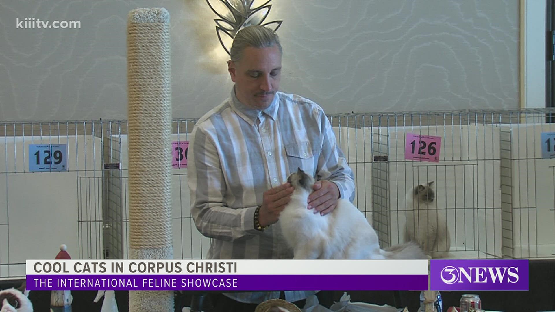 TICA Cat Show comes to Corpus Christi