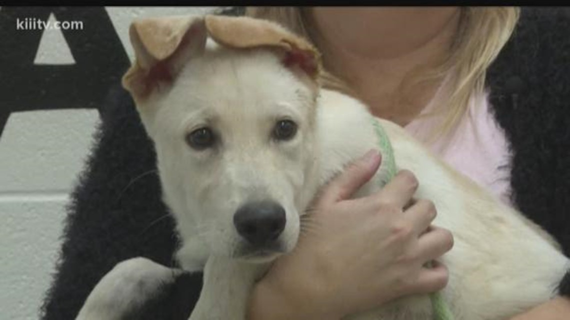 Paws for Pets: Adopt Jupiter | kiiitv.com