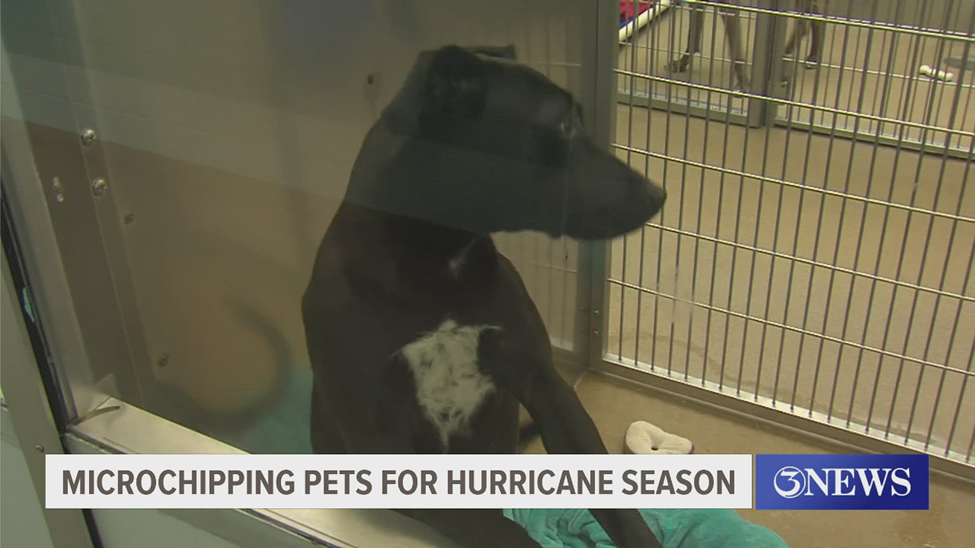 Gulf Coast Humane Society says microchipping is vital  during Hurricane Season