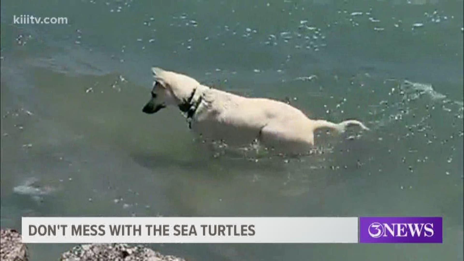 An influx of green sea turtles out at the Packery Channel has some beachgoers trying to interact with them. It turns out that's a big no-no, and you can actually get a heafty fine.