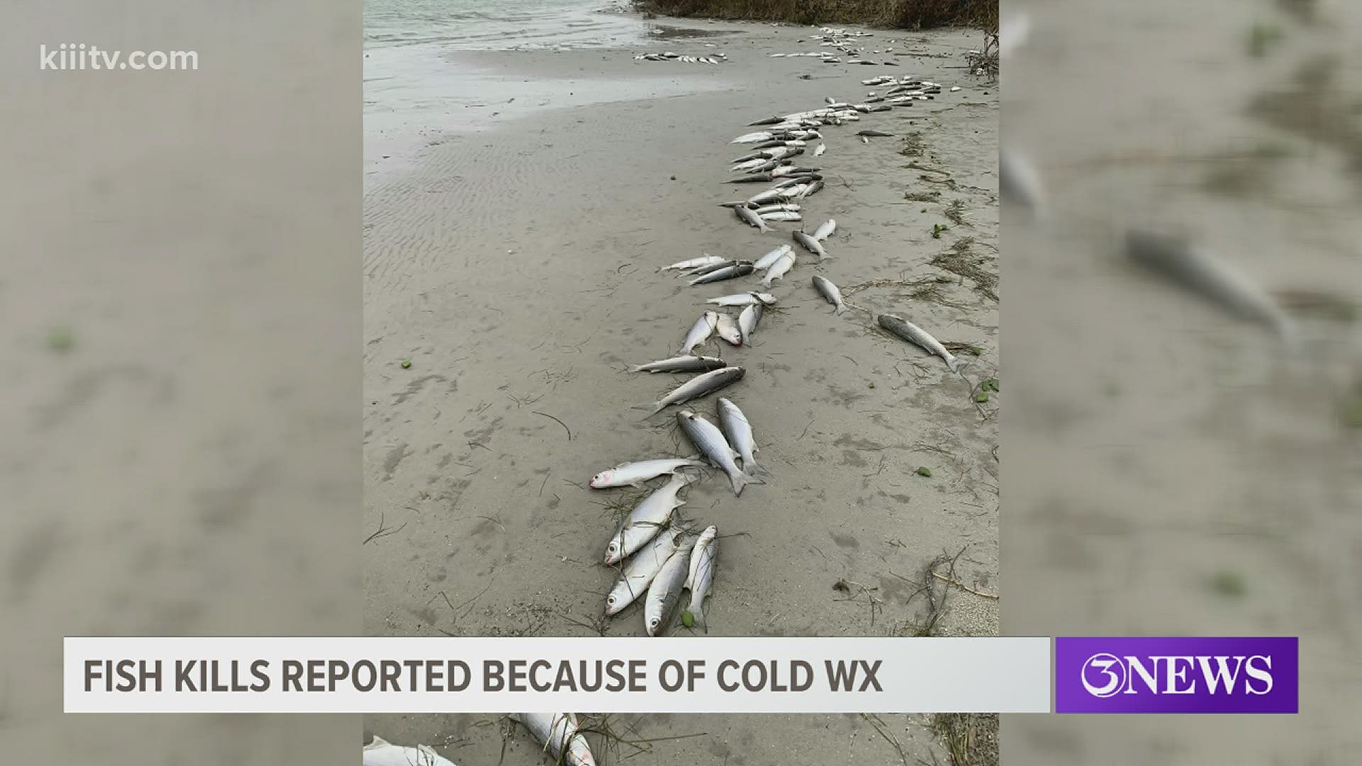 Several fish kills have been reported across the Coastal Bend due to the extreme cold weather.