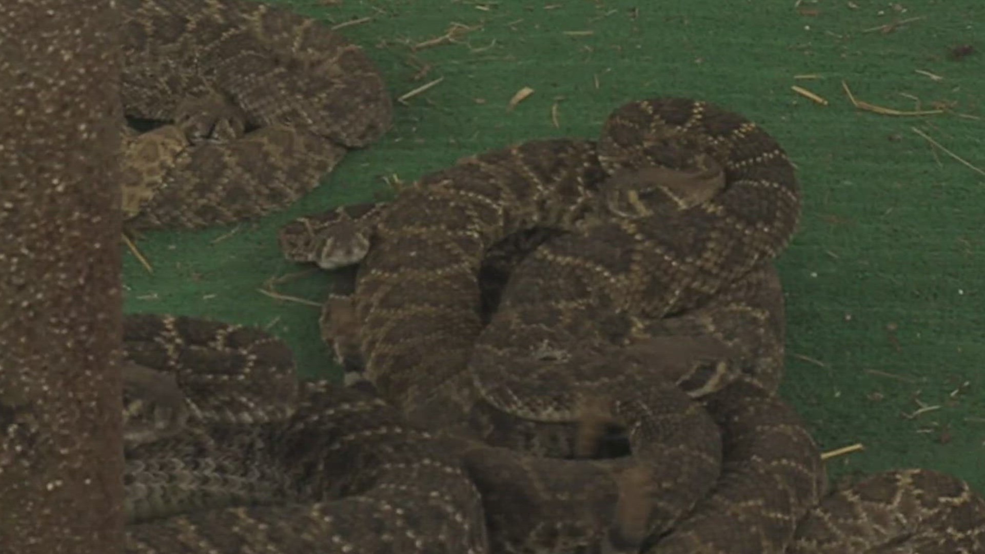 World Championship Rattlesnake Races conclude in Mathis