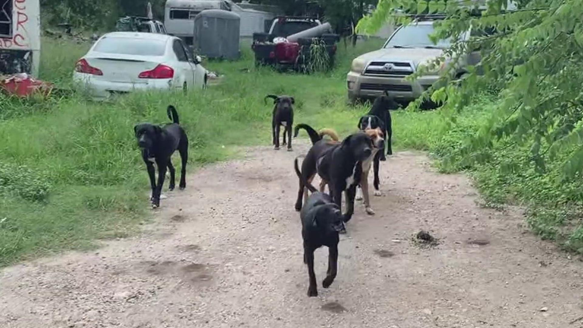 "I'm sure the dogs will be removed; I'm almost positive they'll be removed because they are a danger to society," San Patricio County Judge David Krebs said.