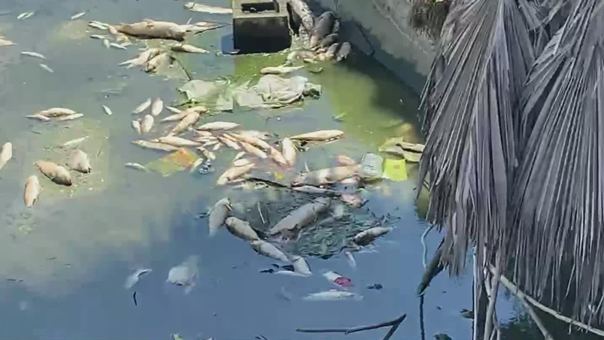 According to Rae Mooney, Port Aransas Nature Preserve Manager, factors such as lack of rain and evaporation play a role in the high amount of dead fish being seen.