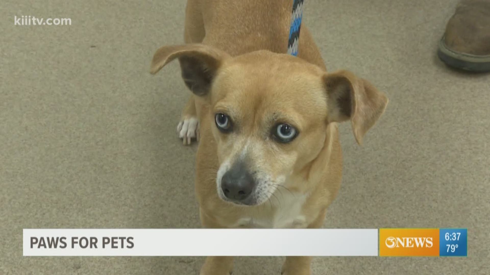 Adopt your next pet from the Gulf Coast Humane Society.