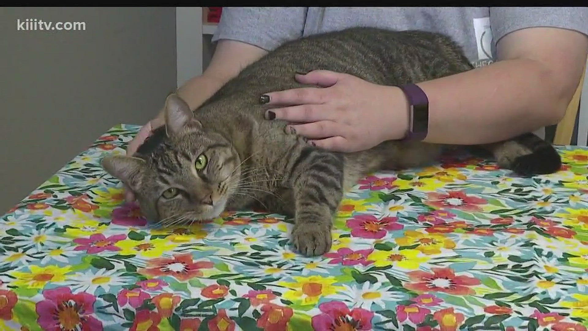 Adopt Asterly from The Cattery in Sunday's Paws for Pets.