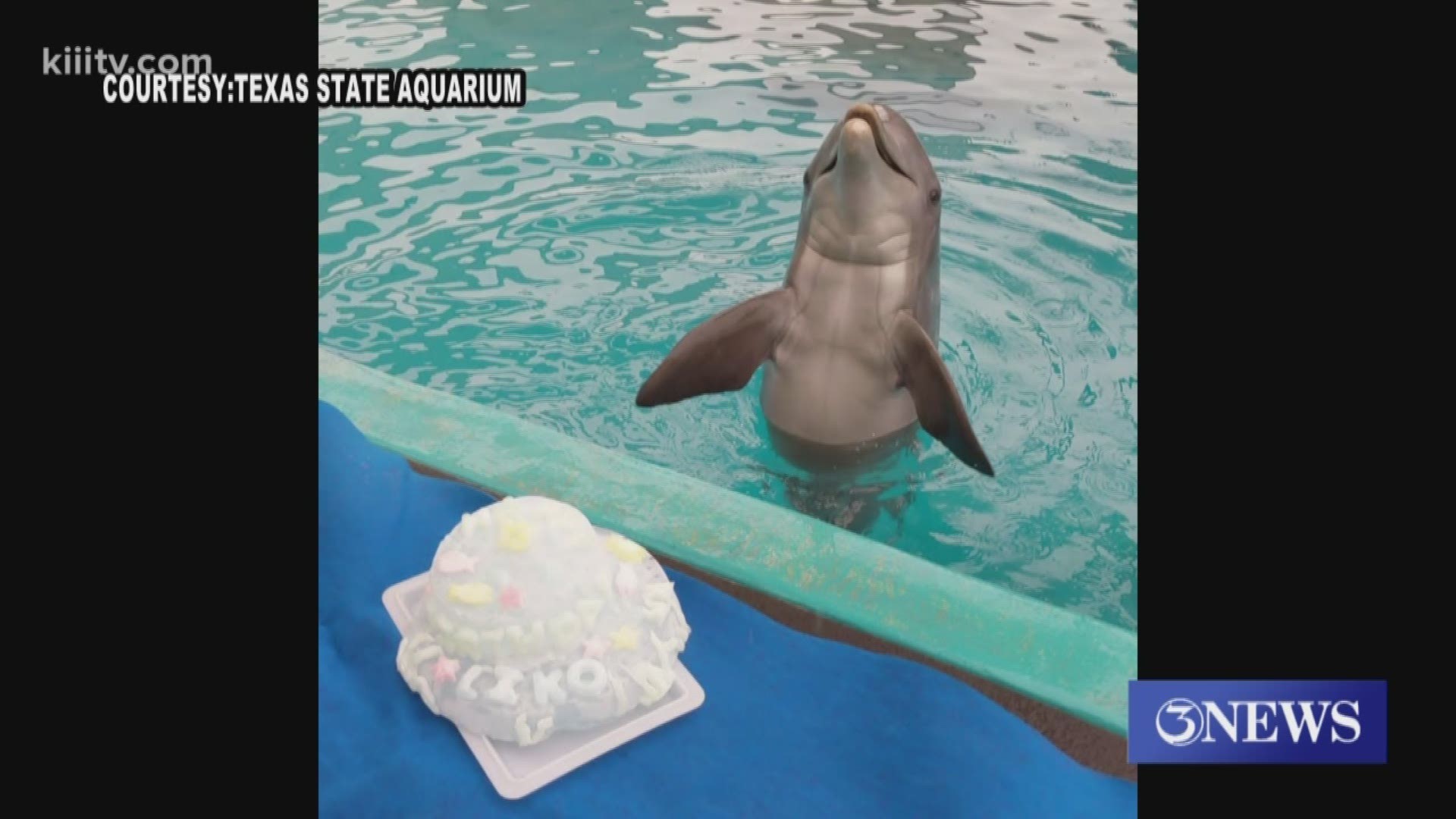 The Aquarium's youngest Bottlenose Dolphins Liko is now 13-years old.