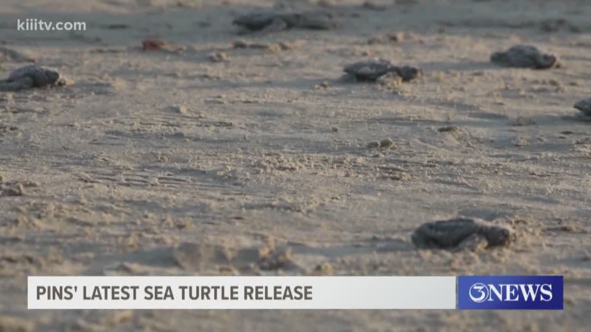 Park rangers announced last month that they were not going to have public sea turtle release events this summer because of COVID-19 concerns.