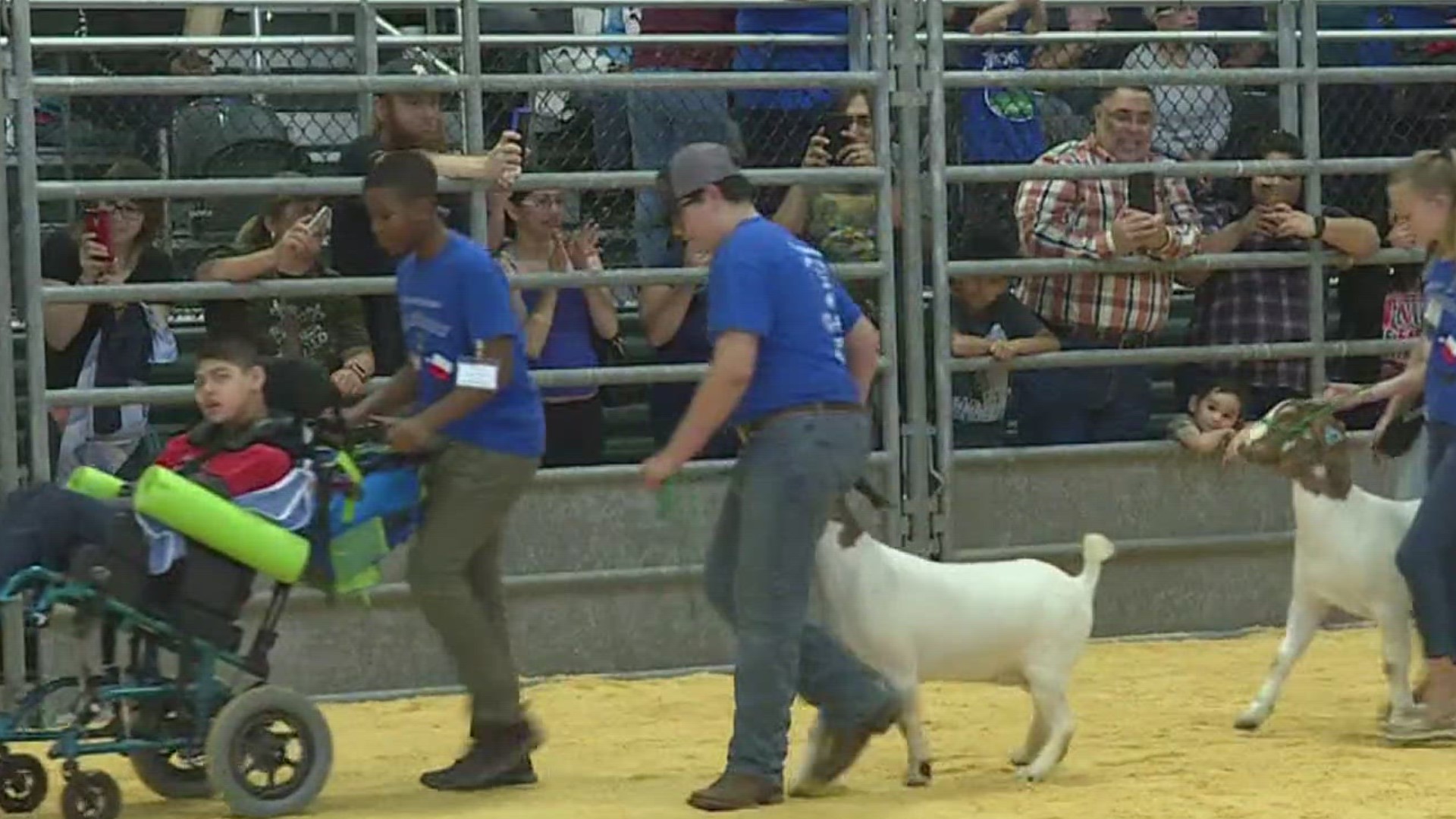 The Nueces Organization Benefiting Livestock Exhibitors (NOBLE) was created 12 years ago to support livestock show participants.