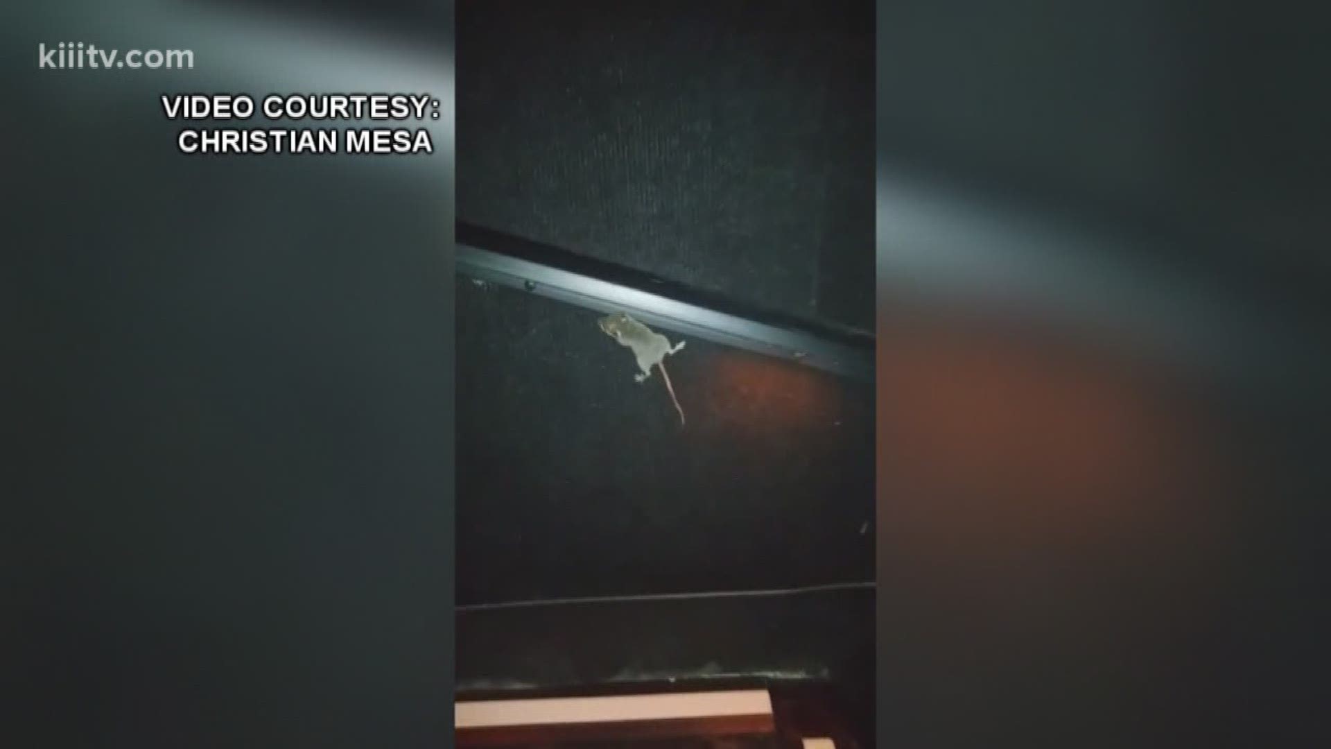The Corpus Christi-Nueces County Public Health Department confirmed Monday that they are investigating claims that a mouse was spotted inside the AMC Theater.