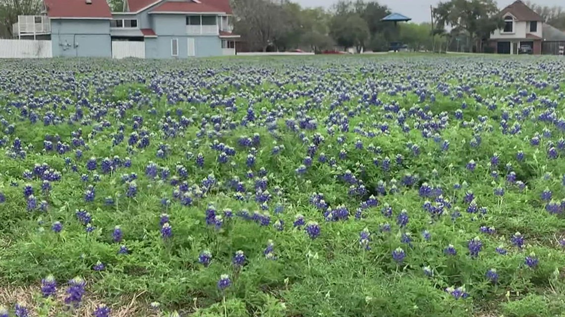 Bluebonnets bloom beautifully in 2024 | kiiitv.com