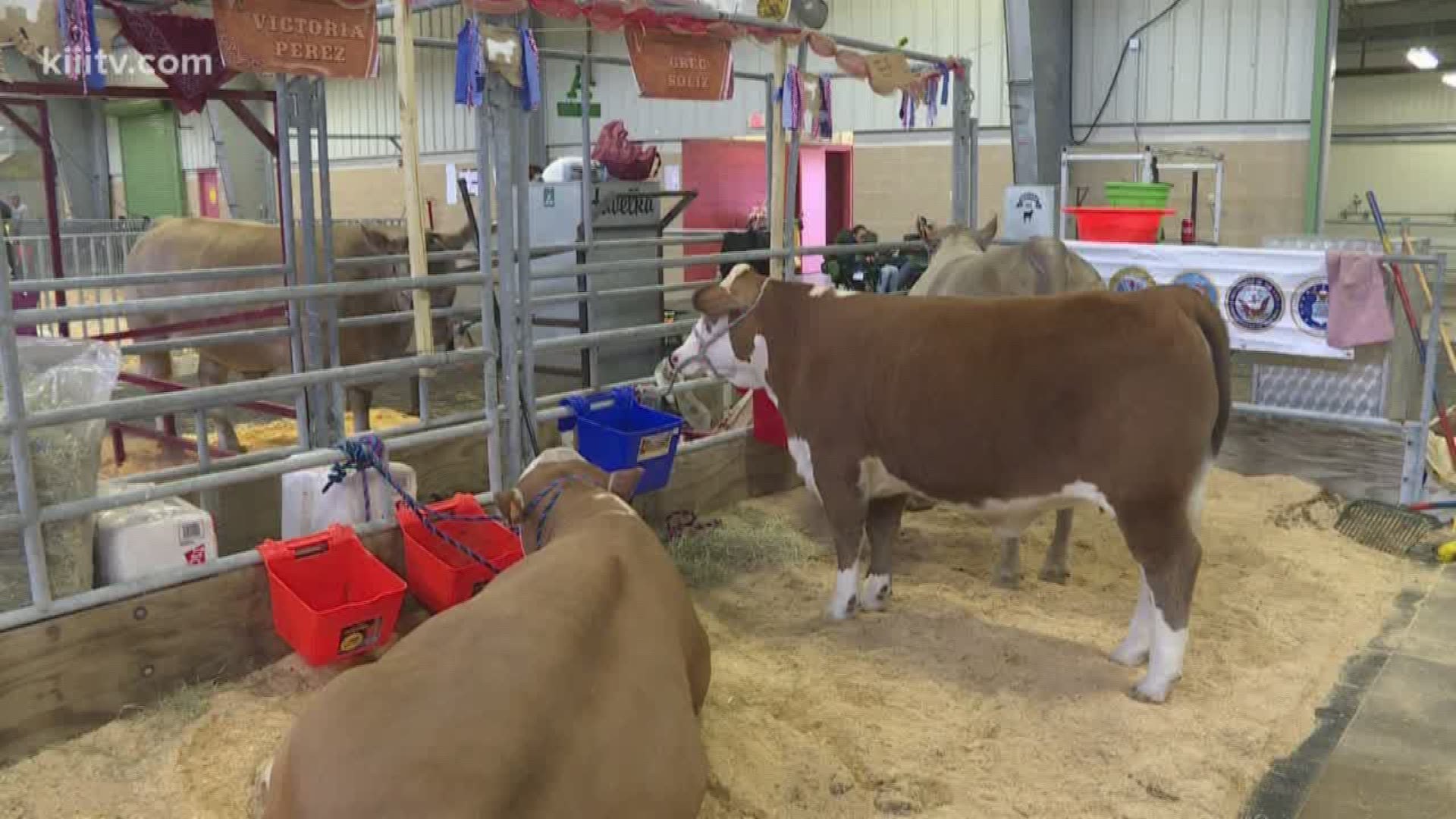 Two high school students shared what they've learned by raising cattle despite winning or losing.