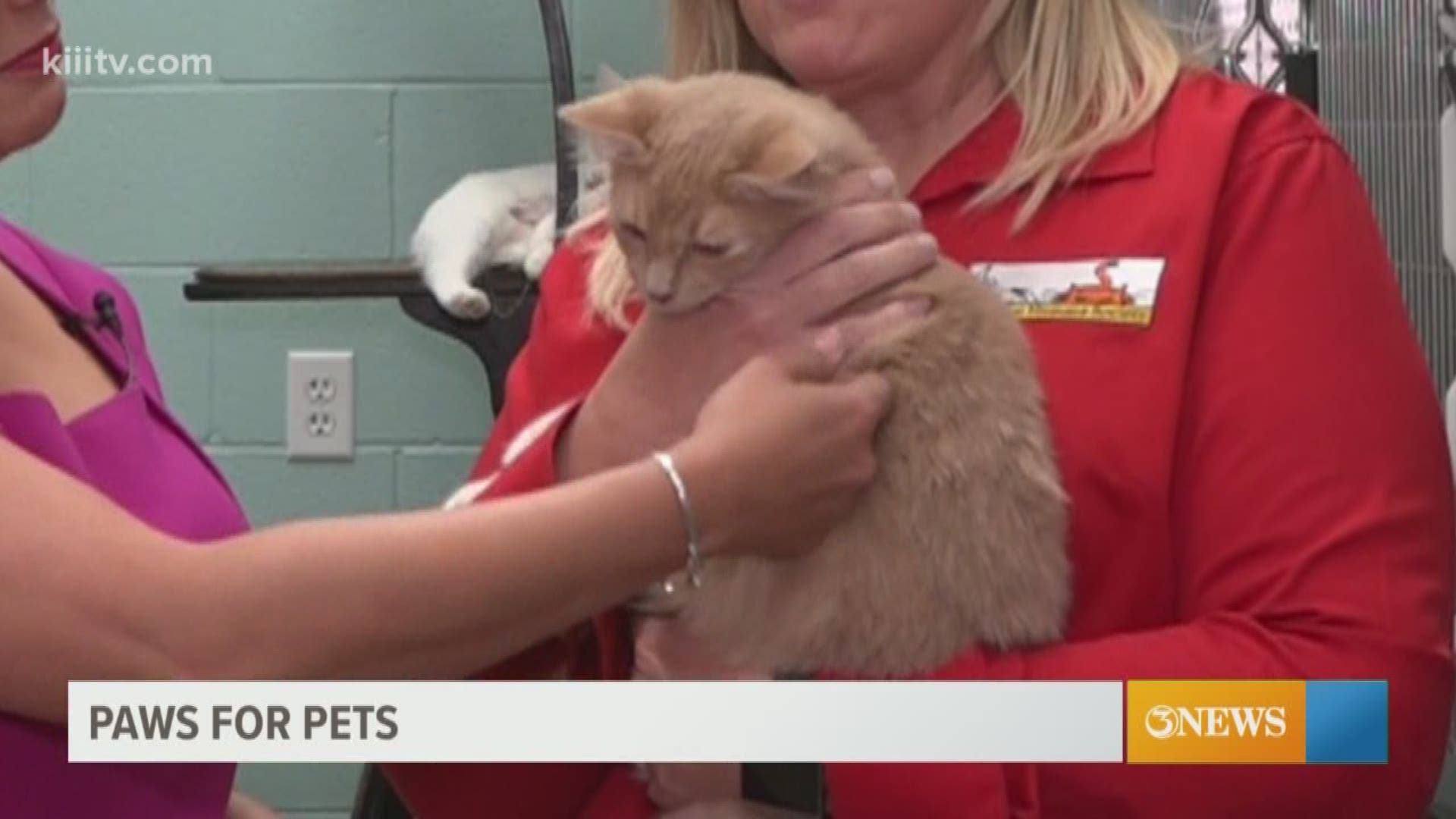 Meet your next pet from the Gulf Coast Humane Society.