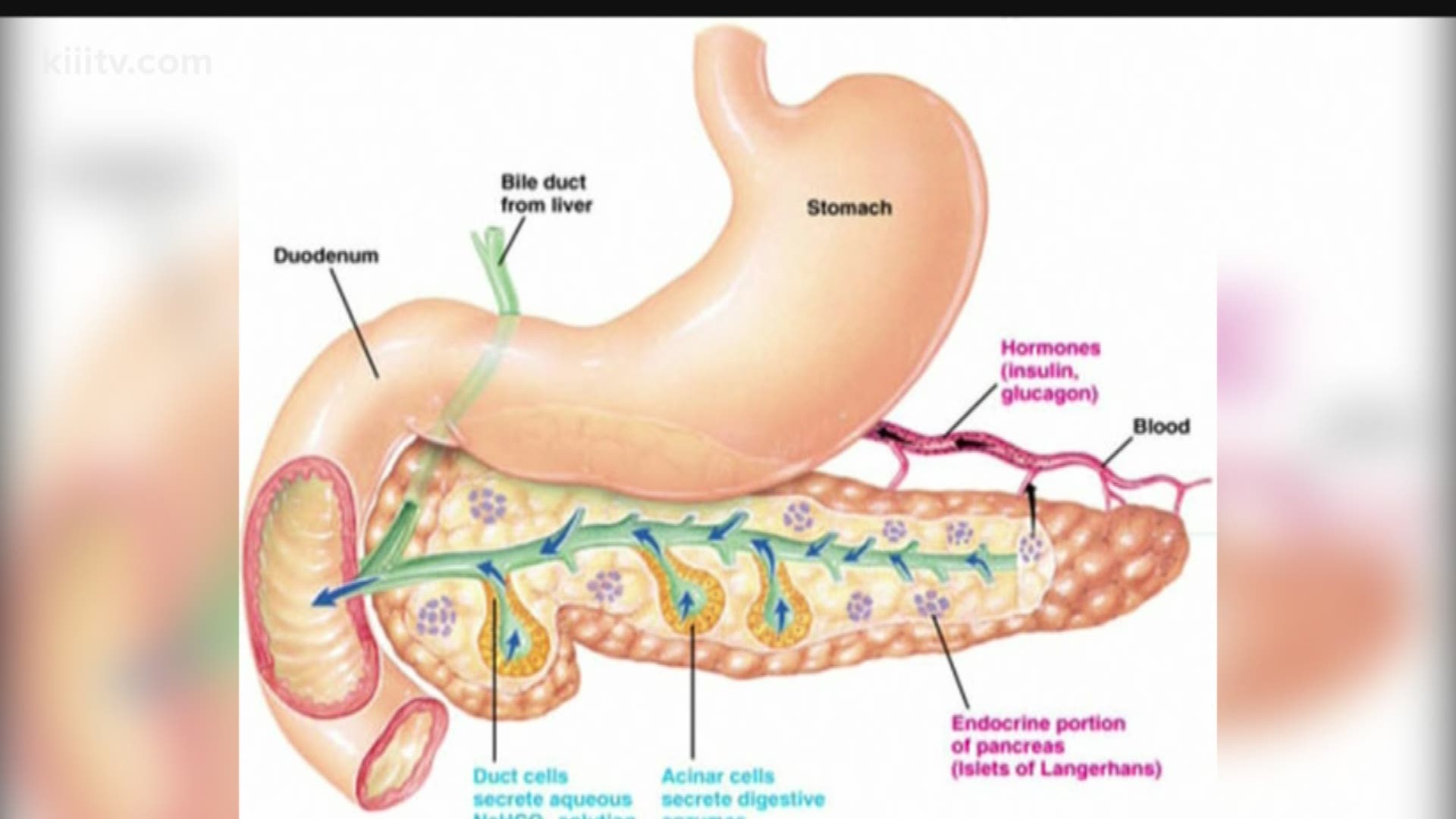 Dr. Gregg Silverman explained how the pancreas has two major functions in the body and if disrupted could cause serious problems or even death.