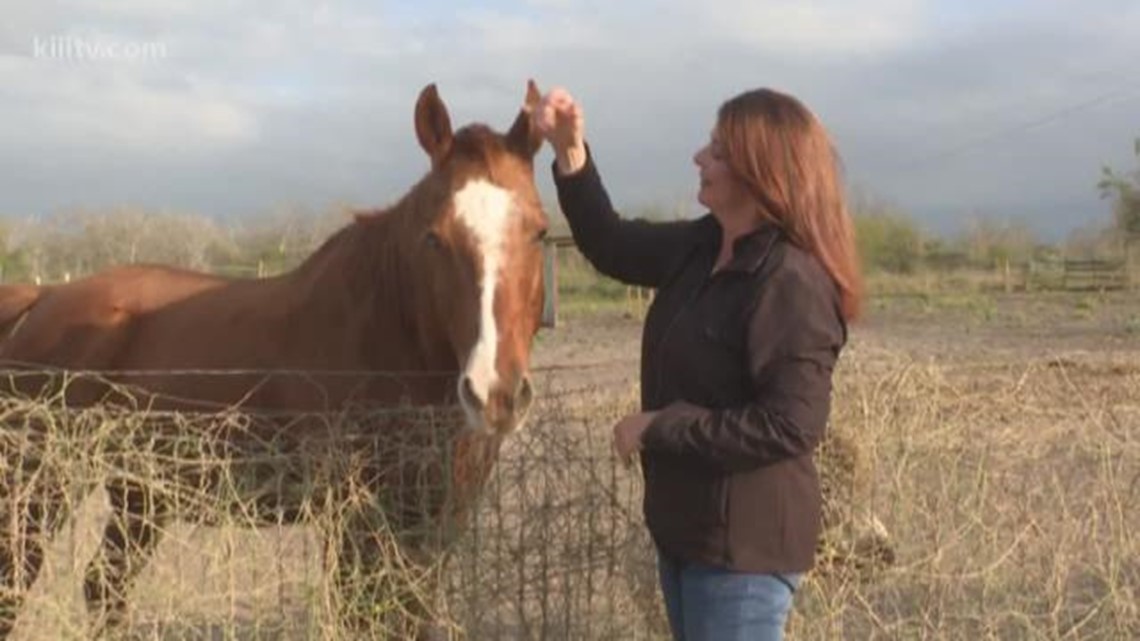 Horses healing veterans with PTSD