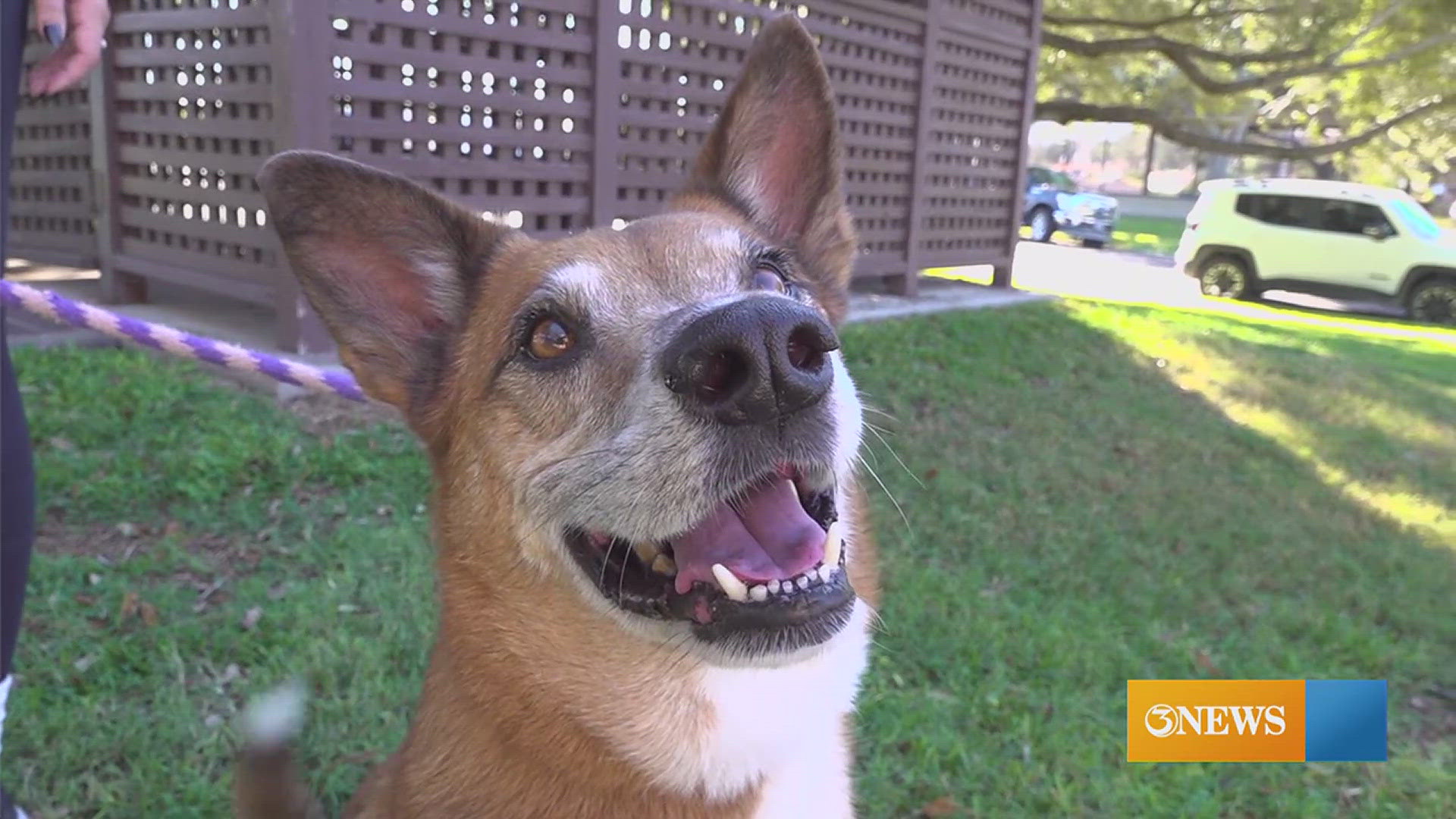 Max is the oldest dog at the Gulf Coast Humane Society shelter. 