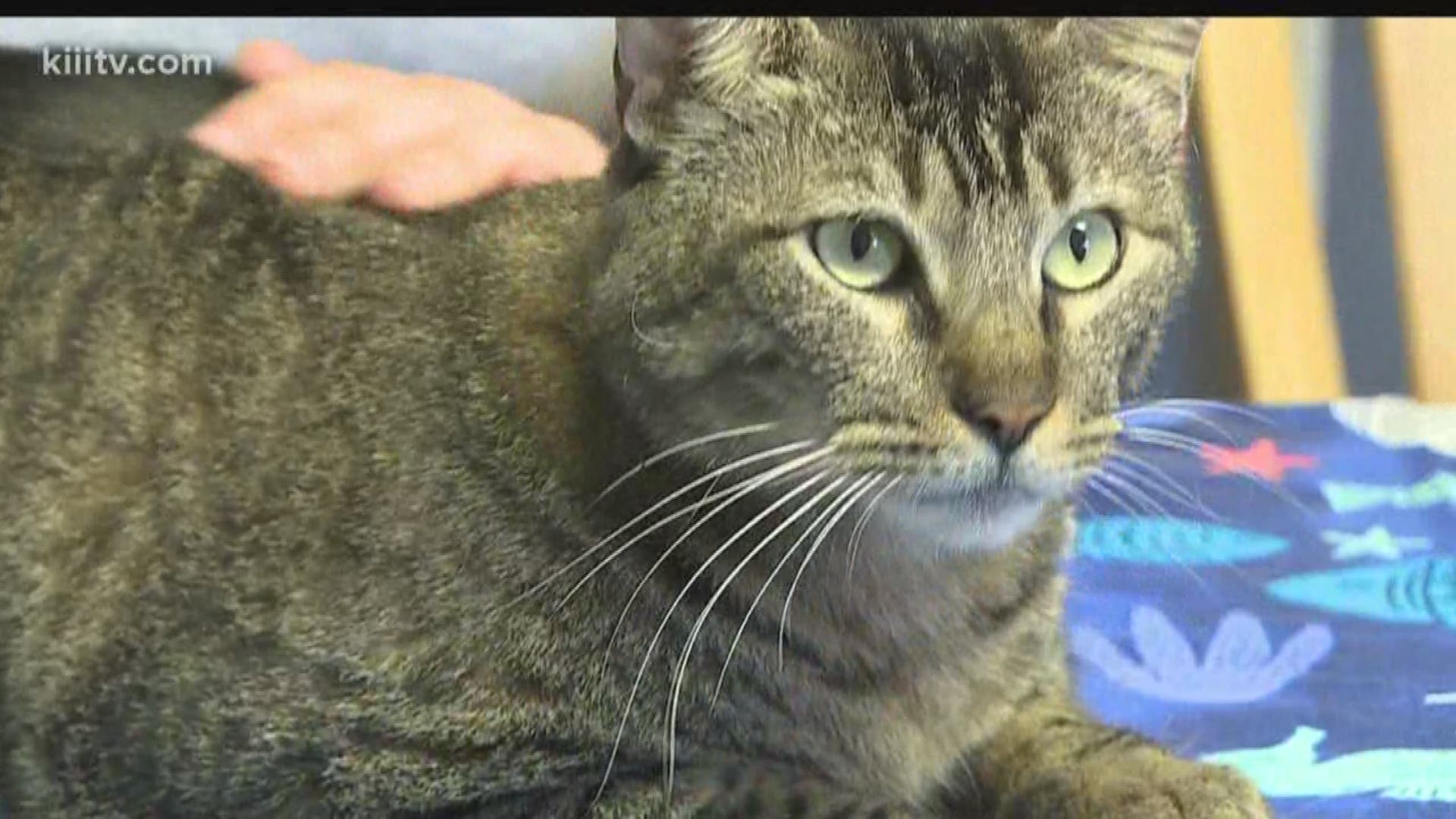 Meet Gale on Sunday's Paws for Pets.