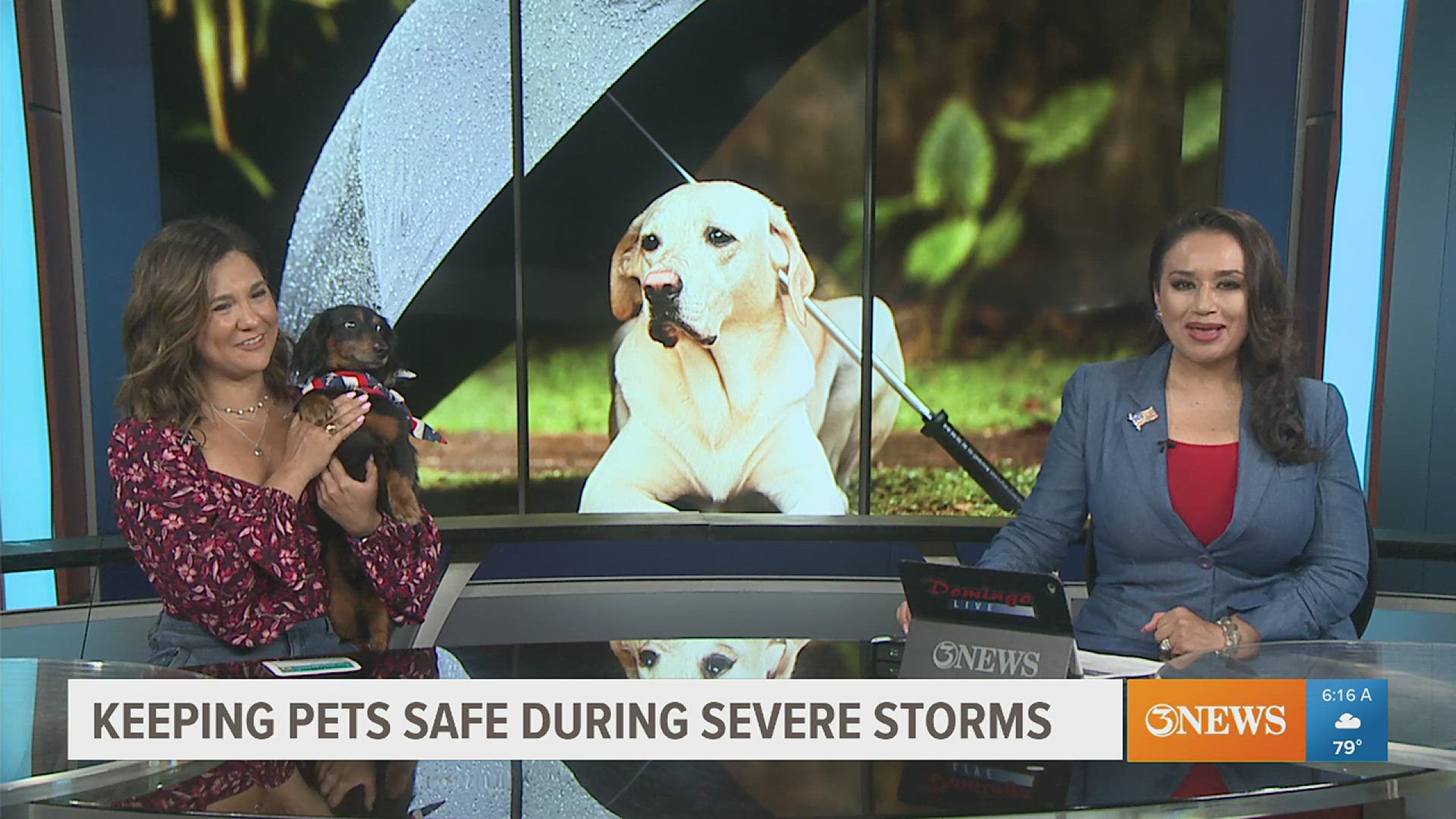 Corpus Christi Dog Mama Miranda Ysassi and Ralphie joined 3NEWS First Edition to talk hurricane prep for pets and even Fourth of July firework tips.