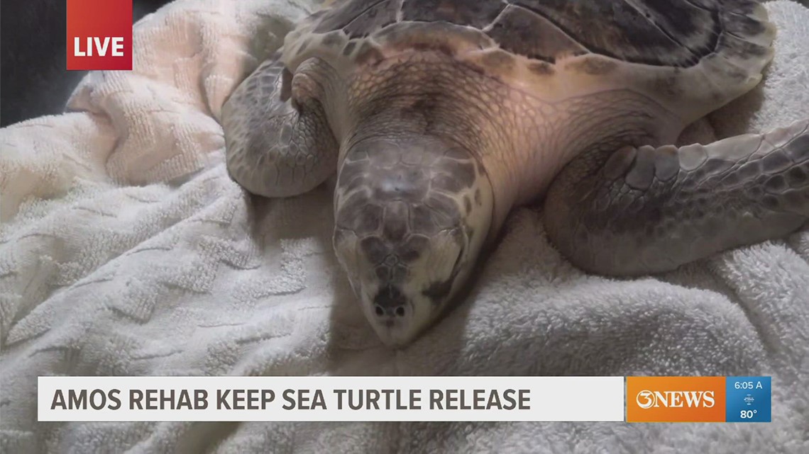 Cape Cod sea turtles released in Coastal Bend | kiiitv.com