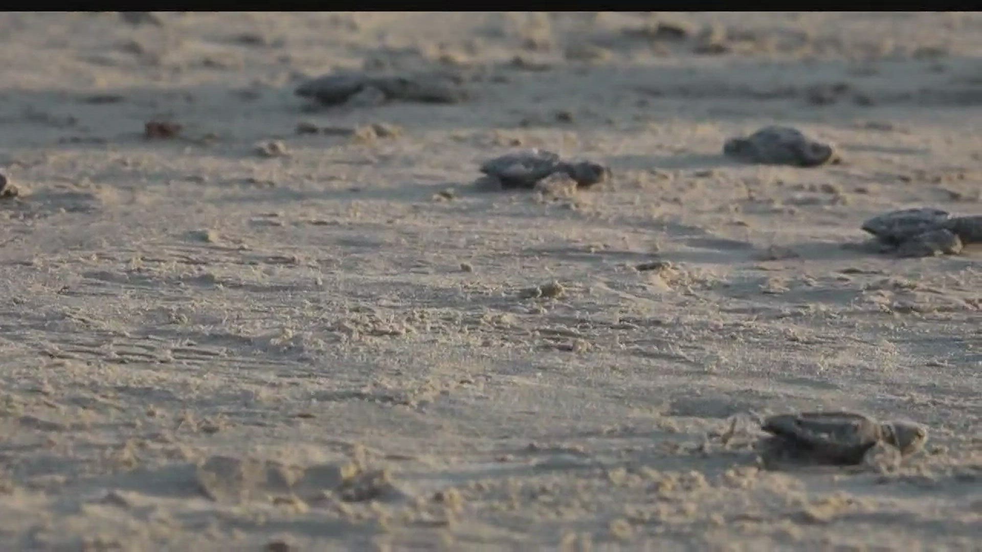 The Kemp's Ridley sea turtle is an endangered population, but on Wednesday there were some new beginning for a group of hatchlings that were released into open water at the Padre Island National Seashore.