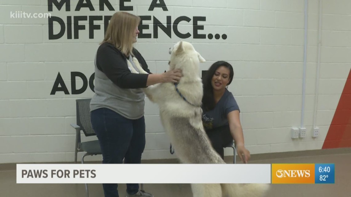 Adopt Channing at the Gulf Coast Humane Society.