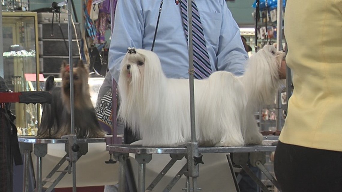Corpus Christi Kennel Club Dog Show concludes