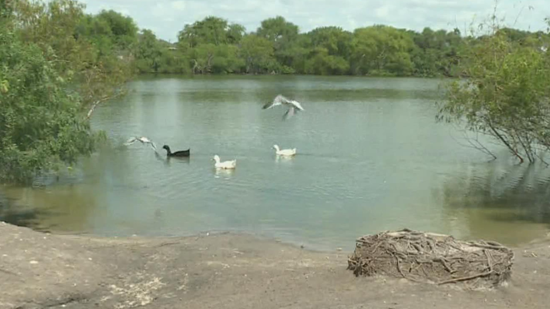 Families come out to walk around the lake and spot the turtles, ducks, geese and even roosters.