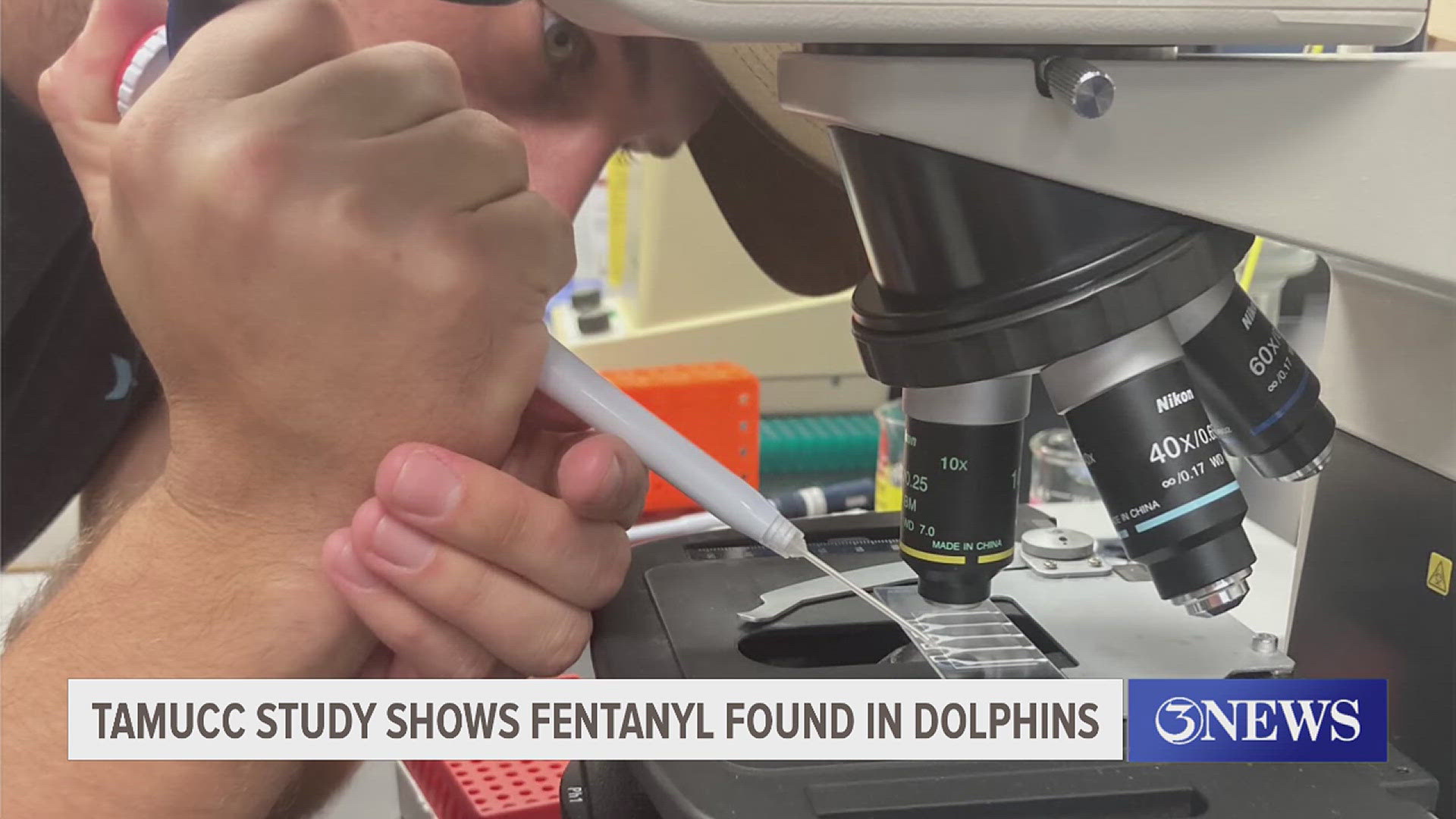 Fentanyl, a drug known to be more potent than morphine, was found in the dolphin blubber samples.