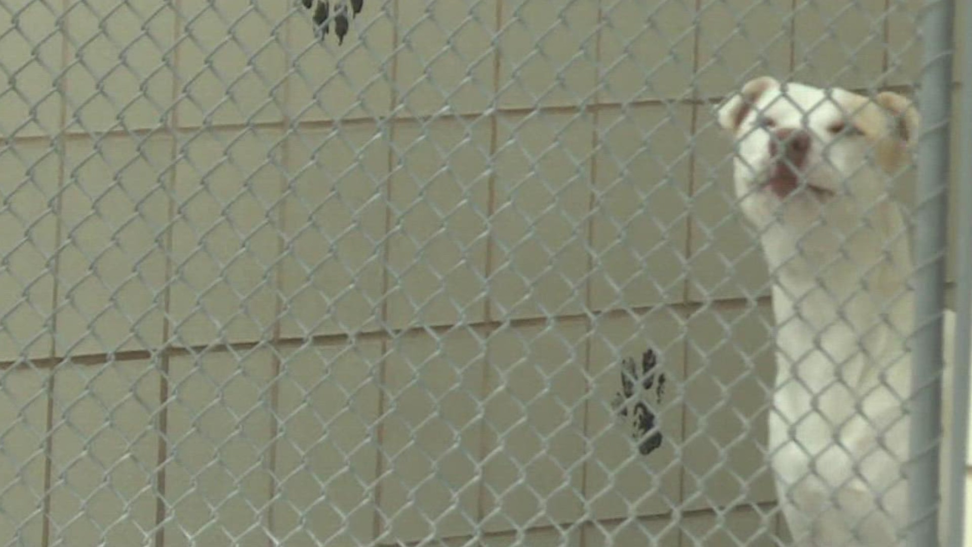 Corpus Christi Animal Care Services warns pet owners of penalty of leaving  animals outside 