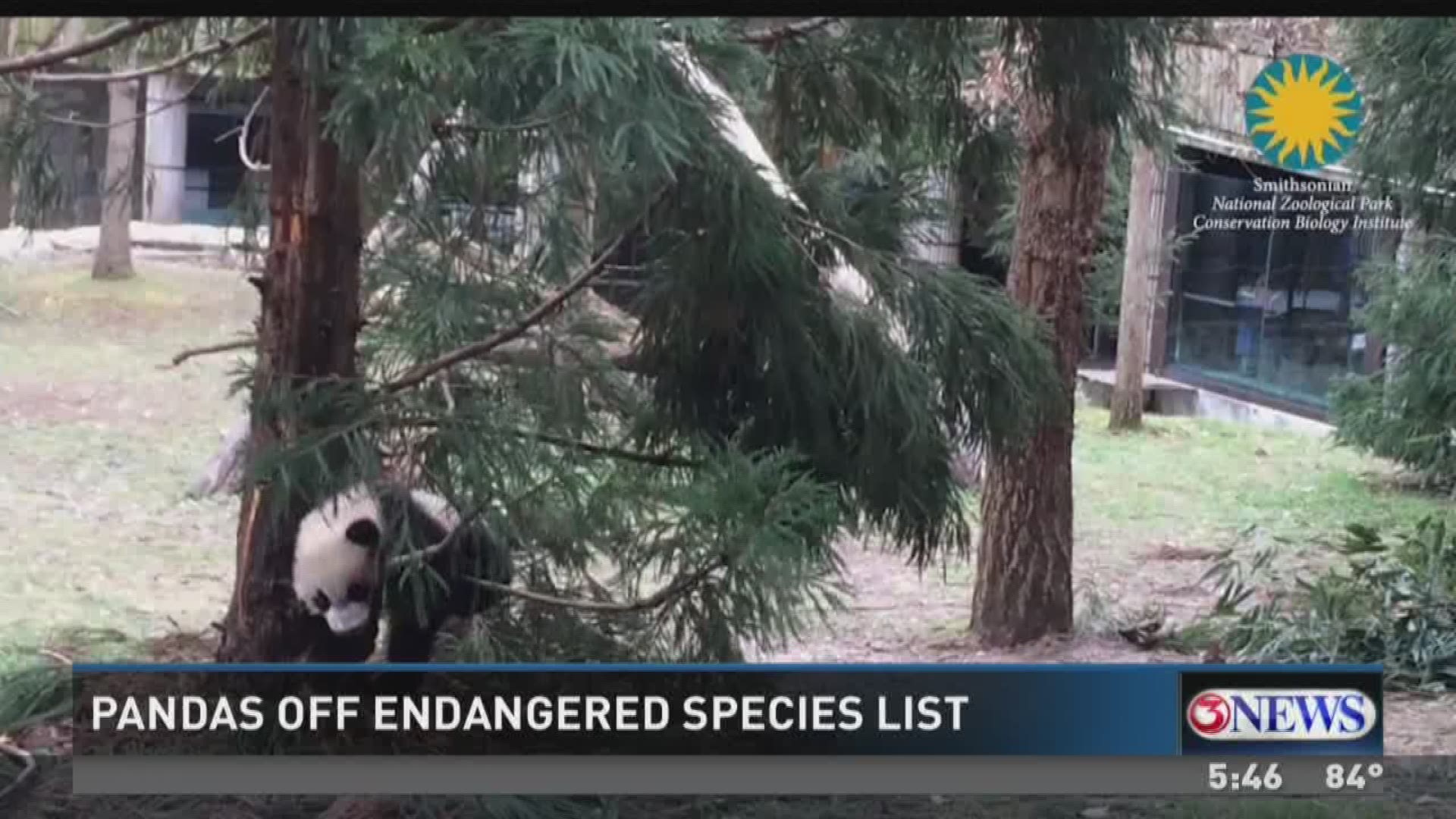 Pandas removed from endangered species list 