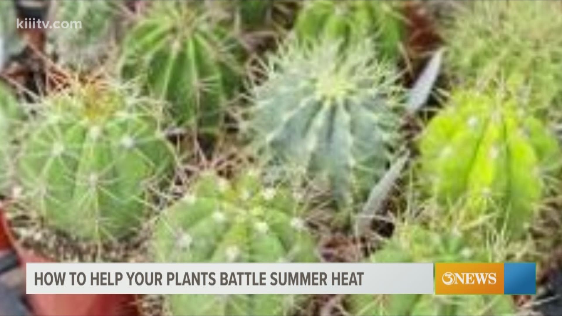 How to keep your garden alive during hot weather
